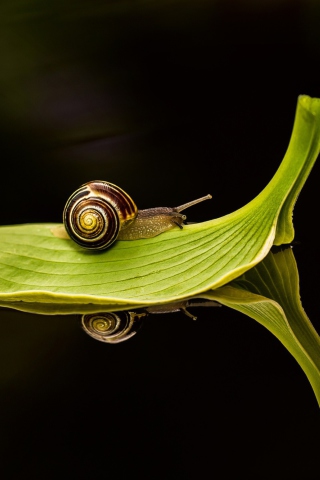 Snail On Leaf screenshot #1 320x480