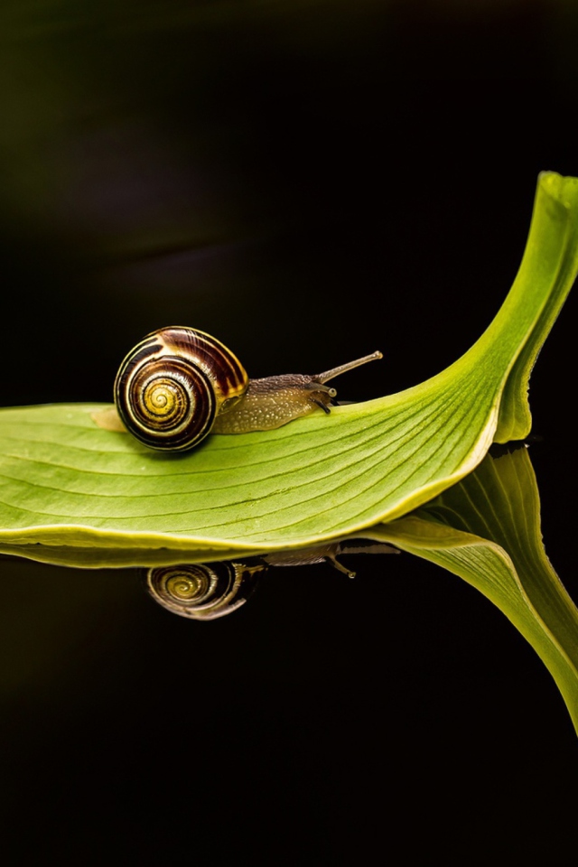 Das Snail On Leaf Wallpaper 640x960
