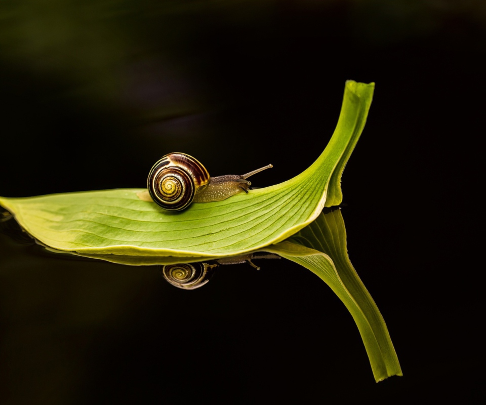 Sfondi Snail On Leaf 960x800