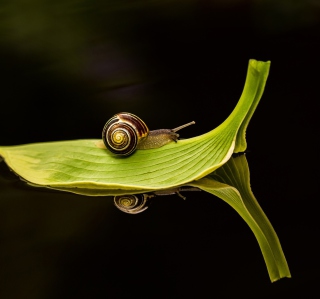 Snail On Leaf - Obrázkek zdarma pro iPad