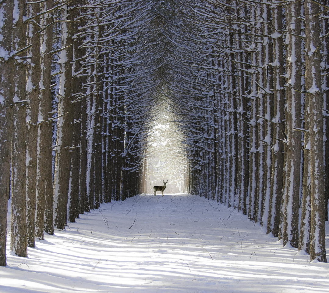 Spruce Winter Alley wallpaper 1080x960