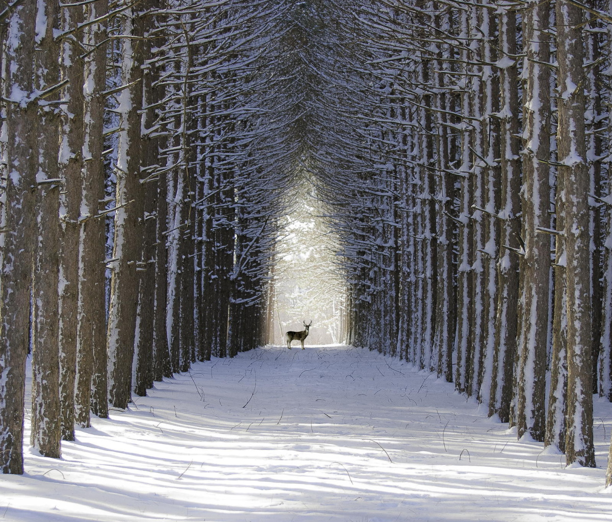 Sfondi Spruce Winter Alley 1200x1024