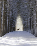 Das Spruce Winter Alley Wallpaper 128x160