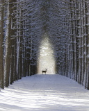 Spruce Winter Alley wallpaper 128x160