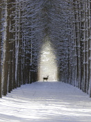 Das Spruce Winter Alley Wallpaper 132x176
