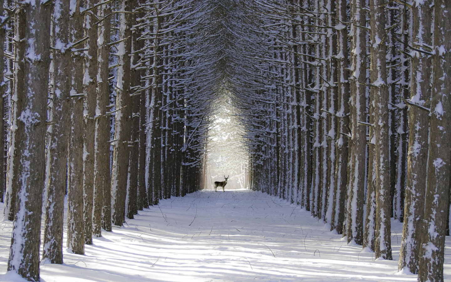 Das Spruce Winter Alley Wallpaper 1440x900