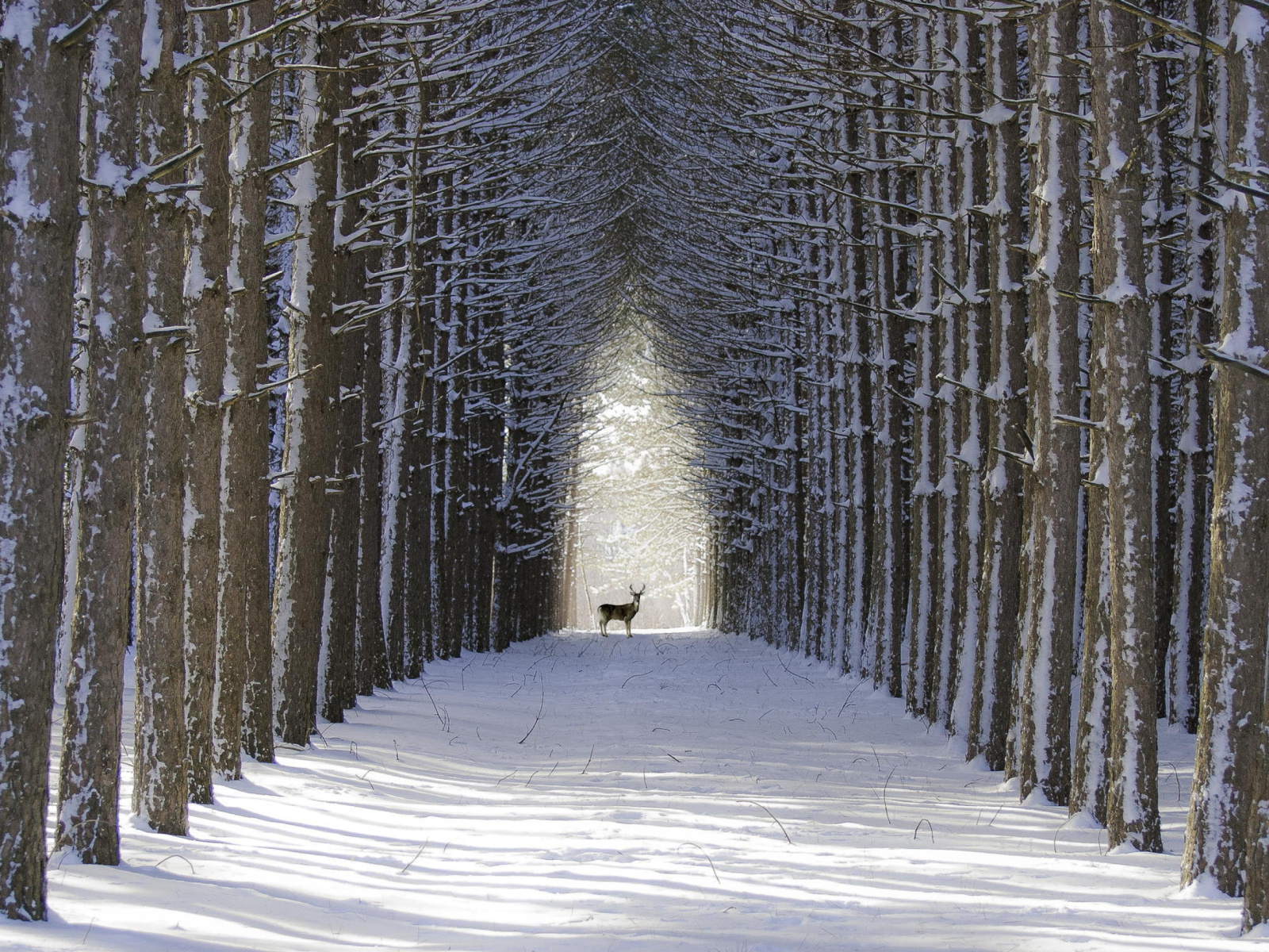 Обои Spruce Winter Alley 1600x1200