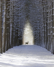 Spruce Winter Alley screenshot #1 176x220