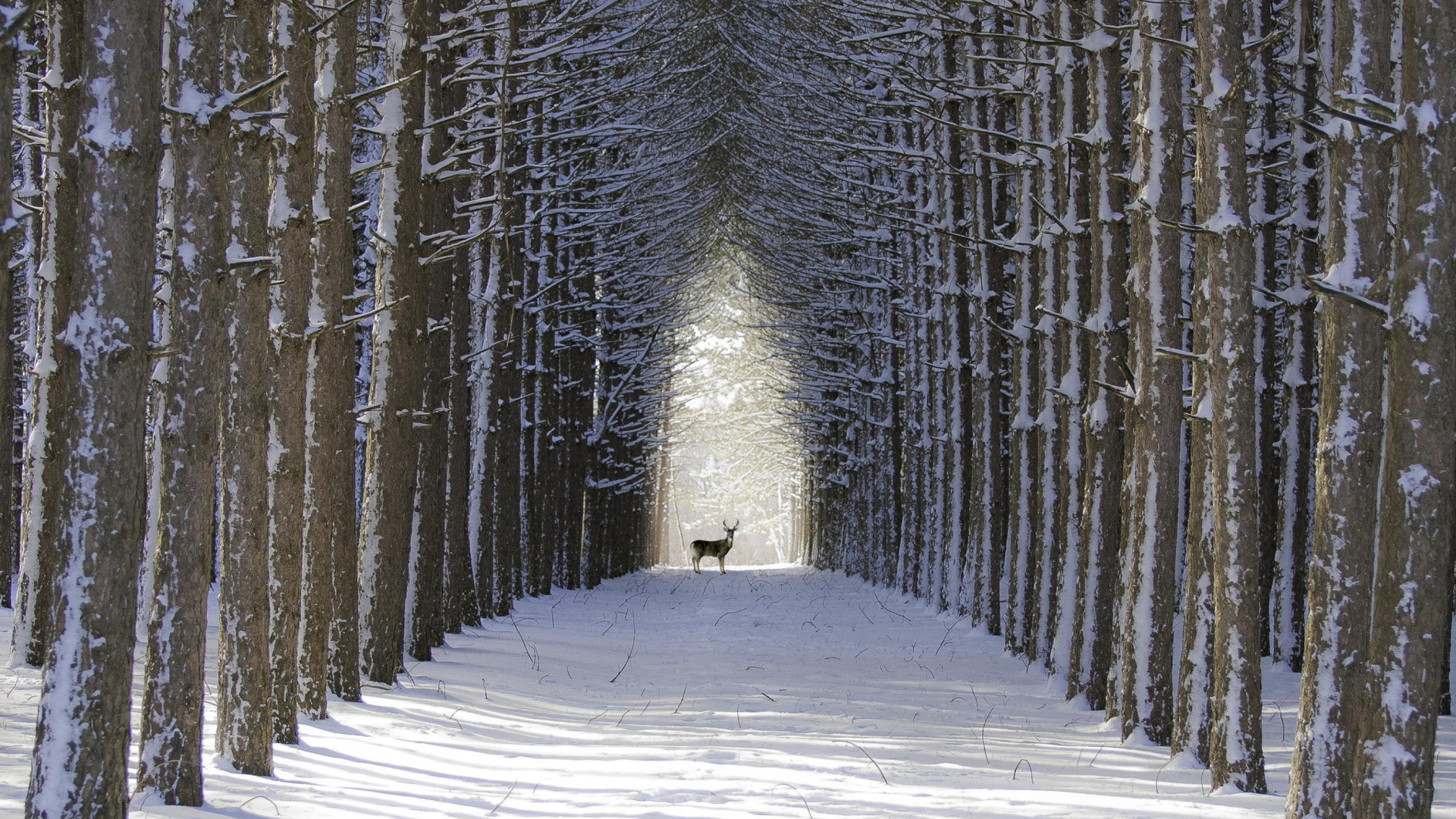 Spruce Winter Alley wallpaper 1920x1080