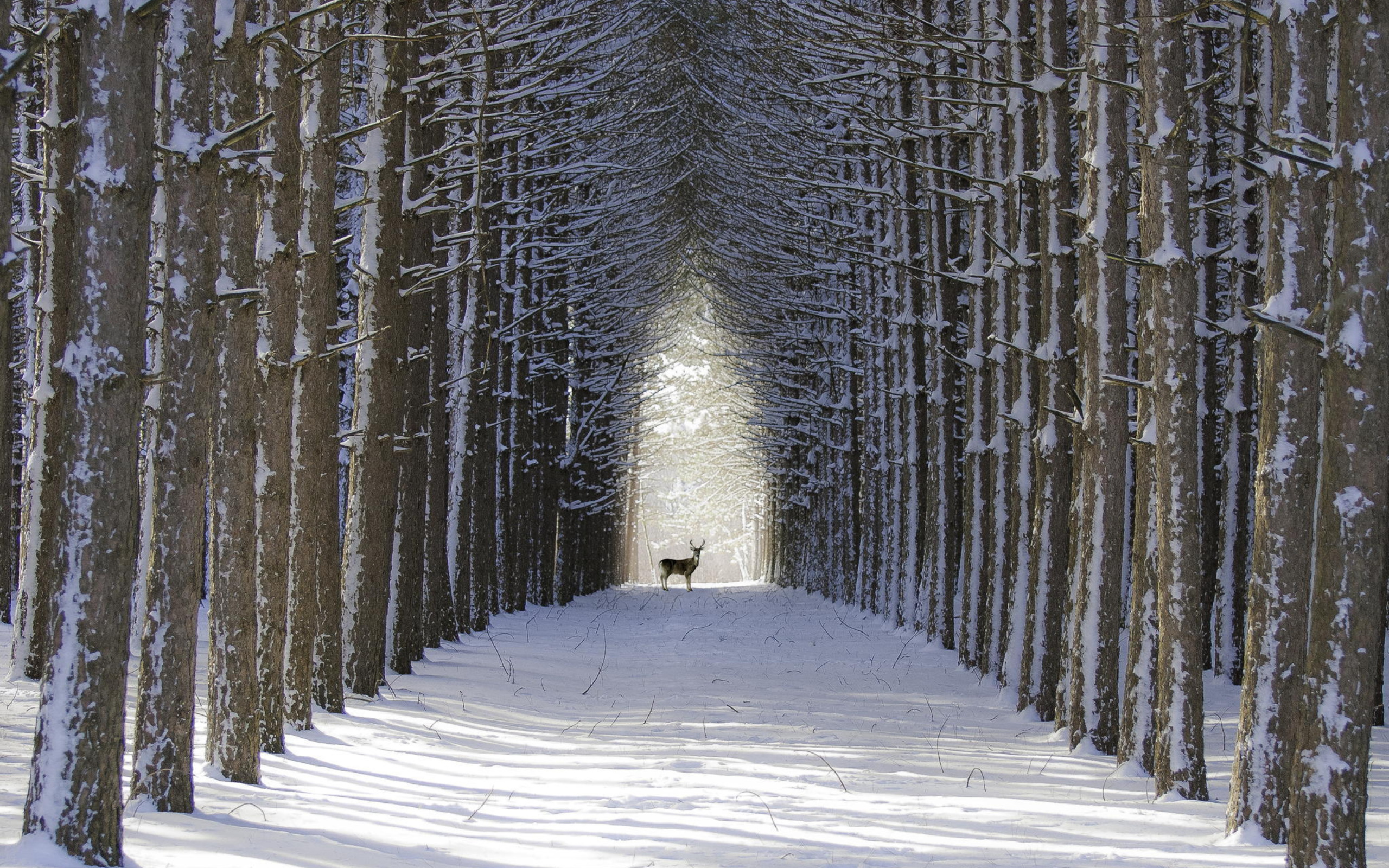 Das Spruce Winter Alley Wallpaper 2560x1600