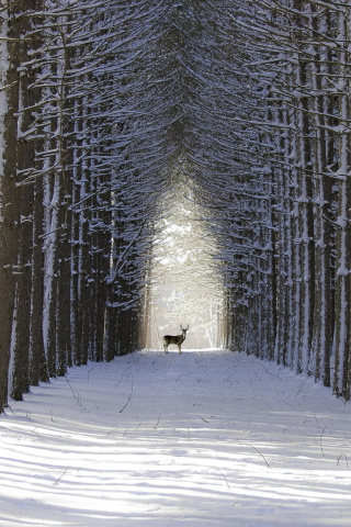 Spruce Winter Alley screenshot #1 320x480