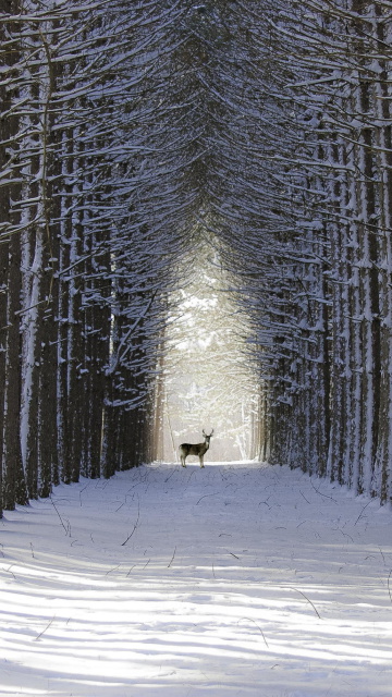 Spruce Winter Alley screenshot #1 360x640