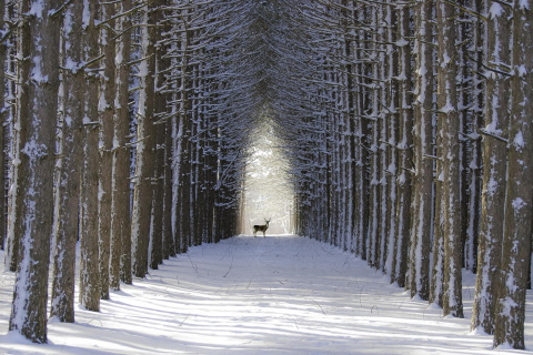 Das Spruce Winter Alley Wallpaper 480x320