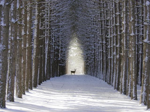 Spruce Winter Alley wallpaper 640x480