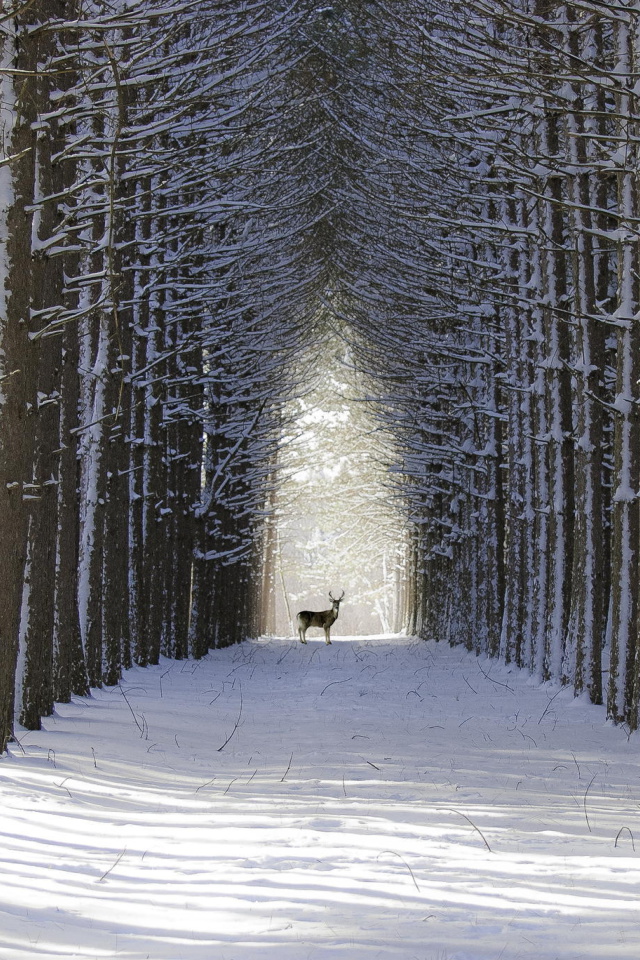 Das Spruce Winter Alley Wallpaper 640x960