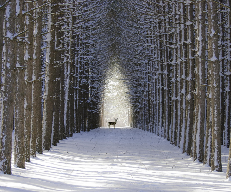 Spruce Winter Alley screenshot #1 960x800