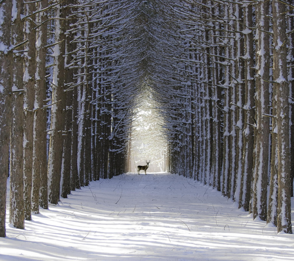 Das Spruce Winter Alley Wallpaper 960x854