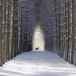 Spruce Winter Alley sfondi gratuiti per 1024x1024