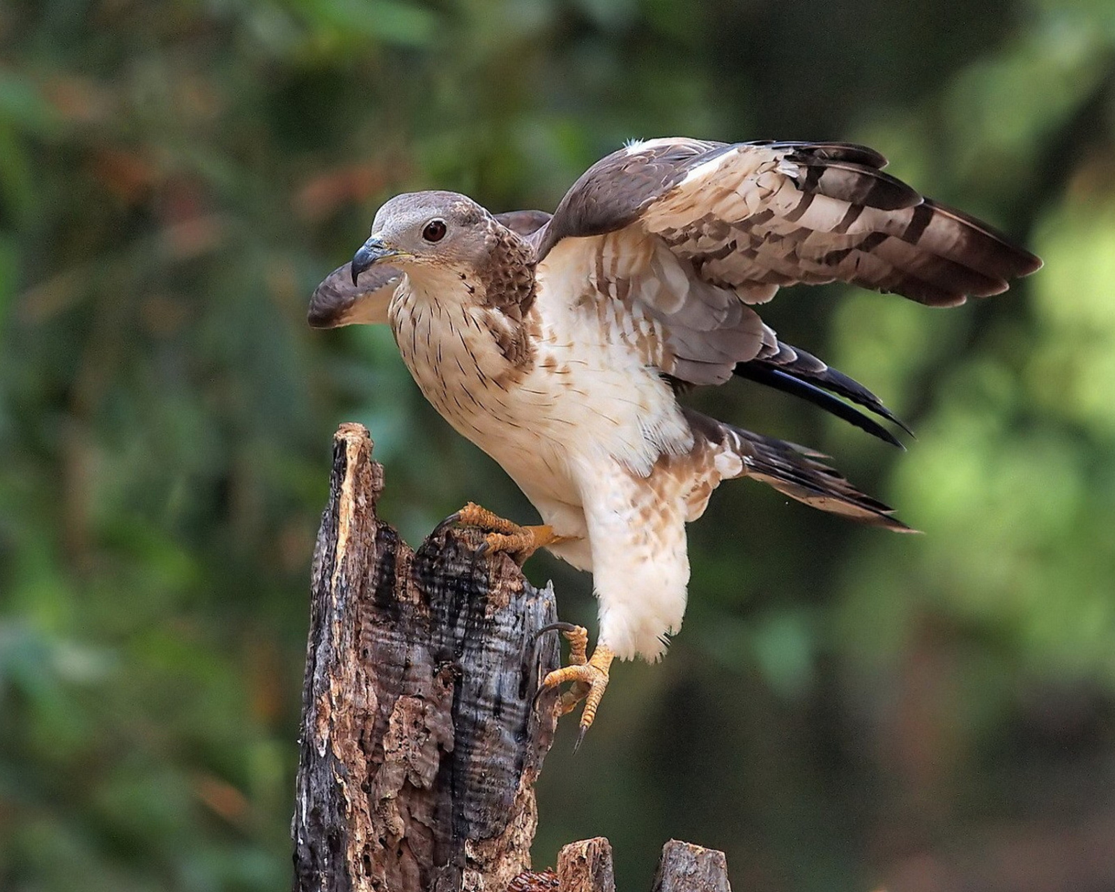 Fondo de pantalla Hunting falcon 1600x1280