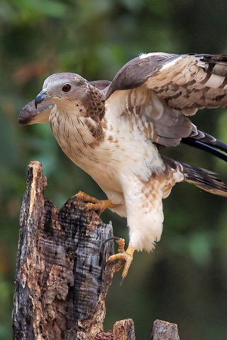 Hunting falcon screenshot #1 320x480