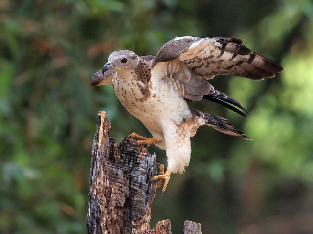 Hunting falcon screenshot #1 640x480