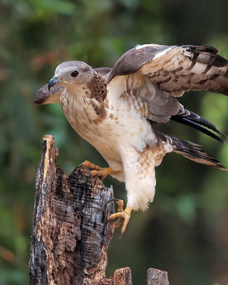 Hunting falcon sfondi gratuiti per iPhone 6 Plus