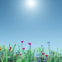 Screenshot №1 pro téma Spring Flowers 128x128