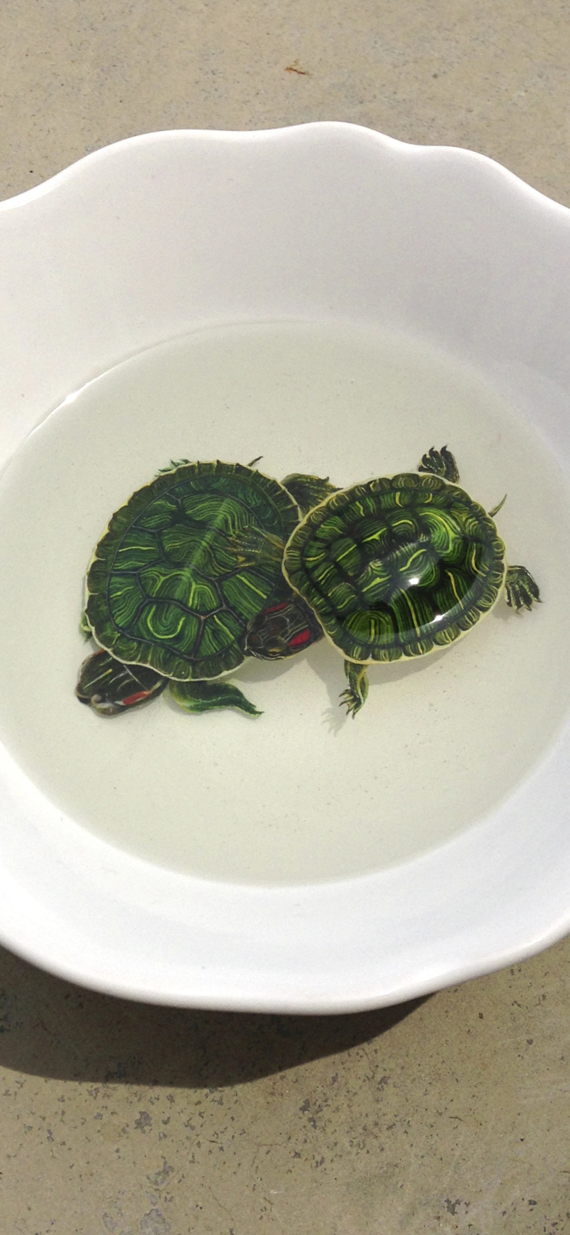 Обои Green Turtles In Plate 1170x2532
