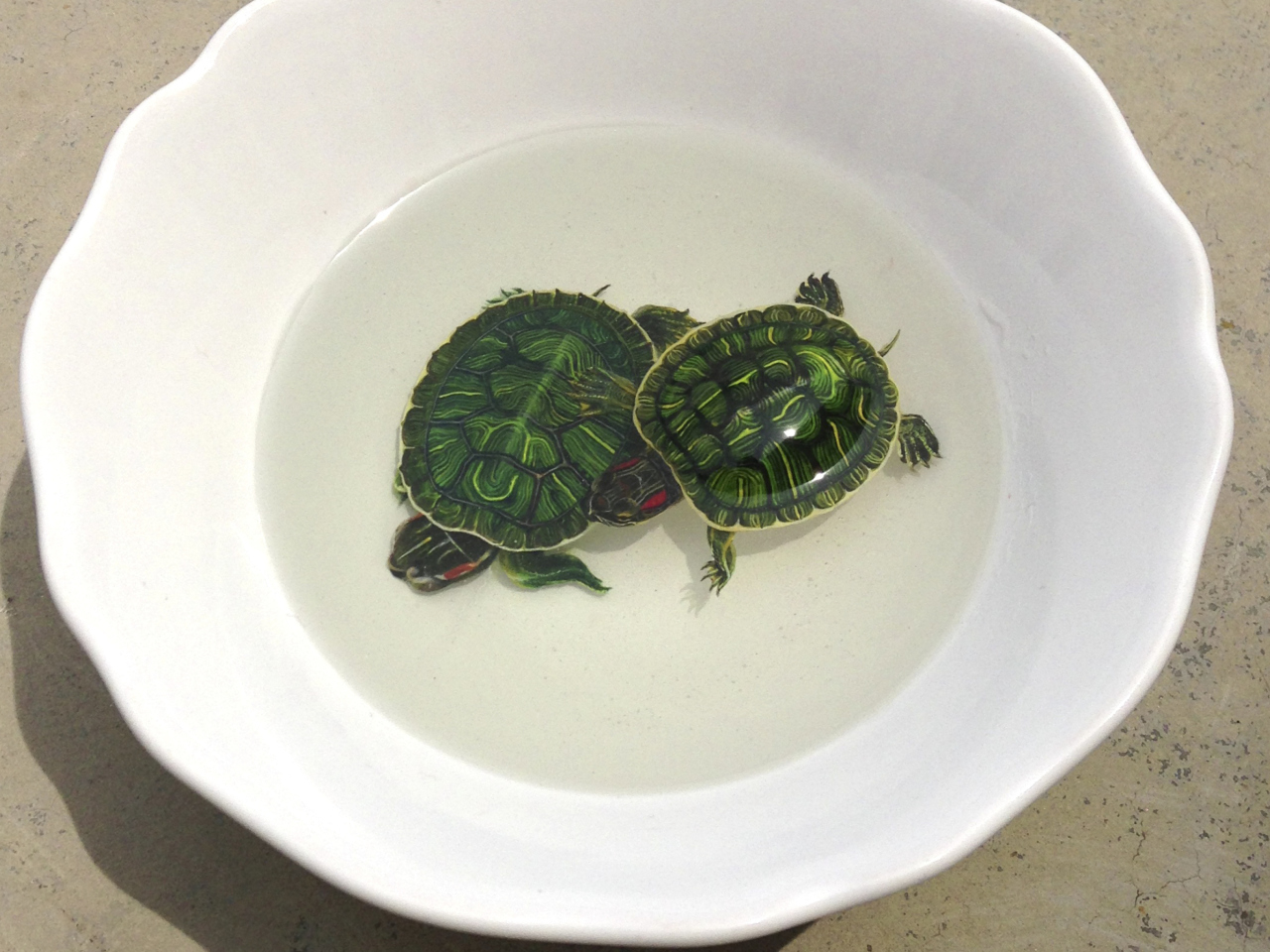 Обои Green Turtles In Plate 1280x960