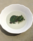 Обои Green Turtles In Plate 128x160