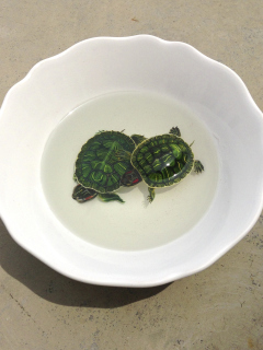Обои Green Turtles In Plate 240x320