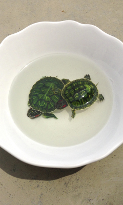 Обои Green Turtles In Plate 240x400