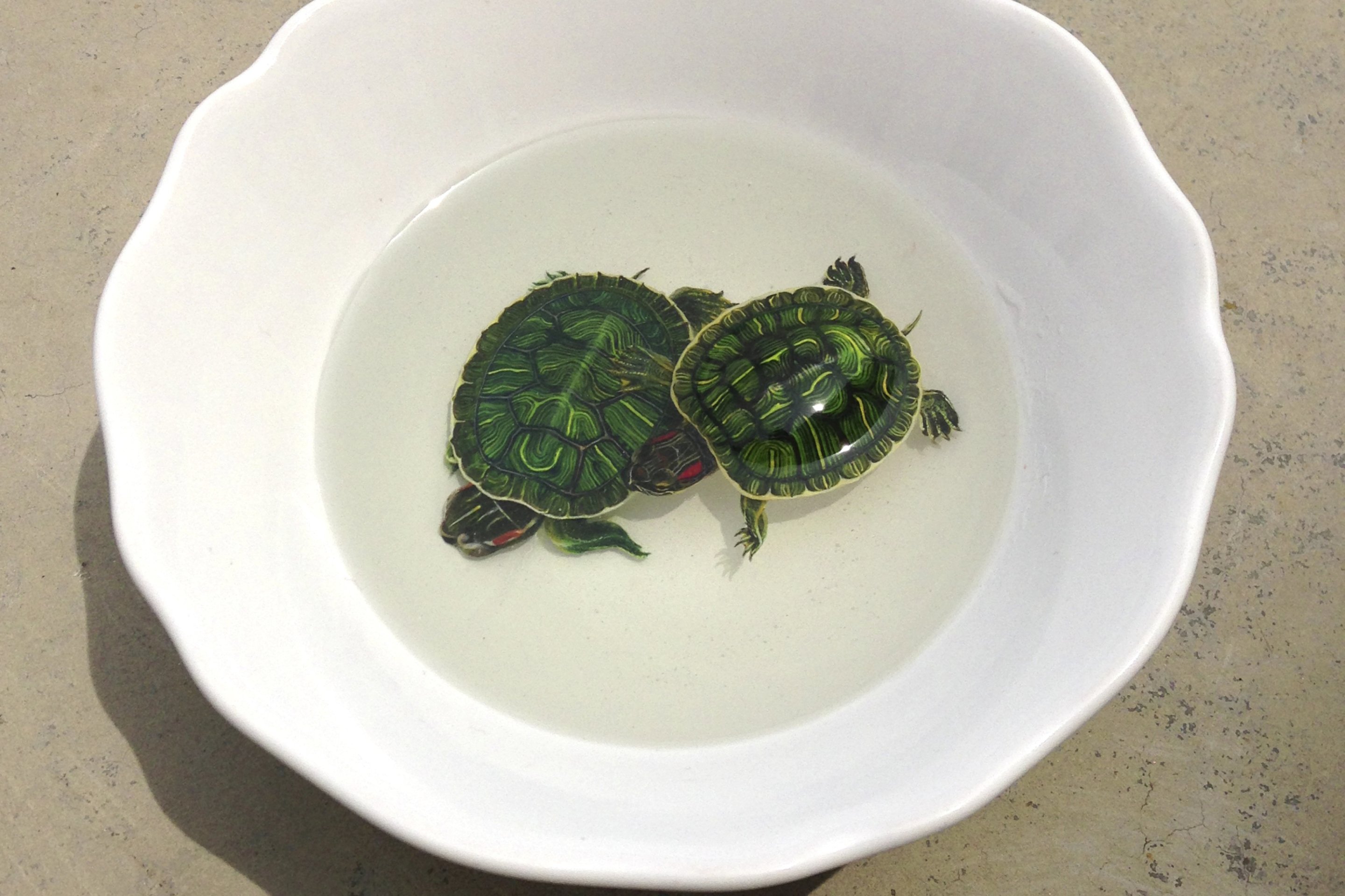 Обои Green Turtles In Plate 2880x1920