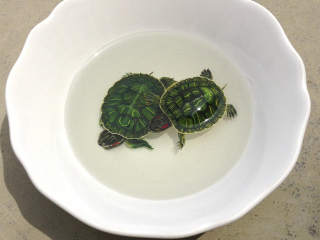 Обои Green Turtles In Plate 320x240