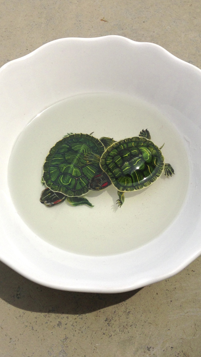Обои Green Turtles In Plate 640x1136