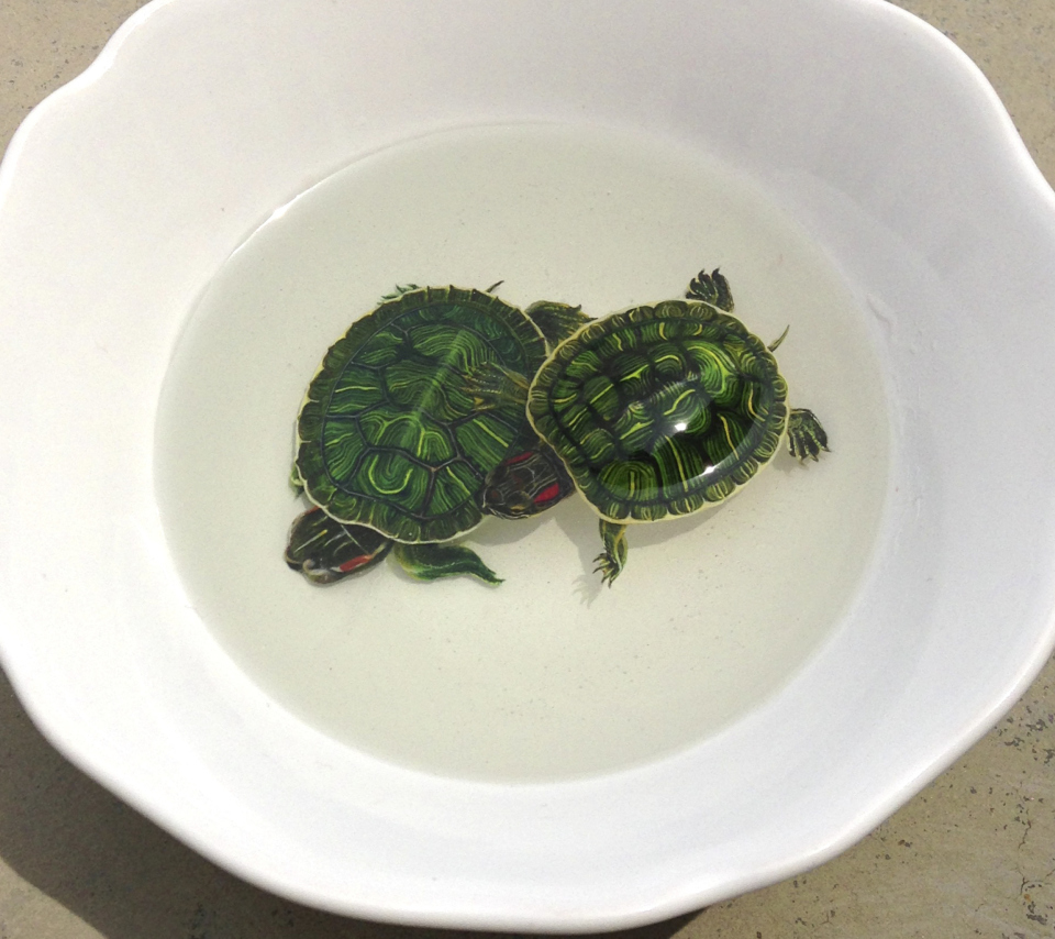 Обои Green Turtles In Plate 960x854