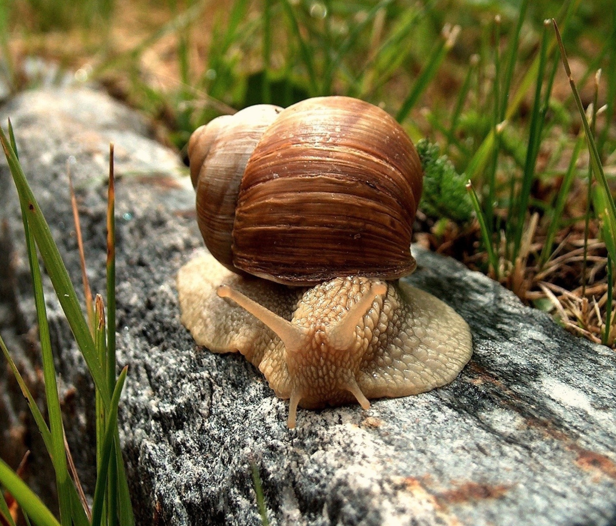 Fondo de pantalla Snail On Stone 1200x1024