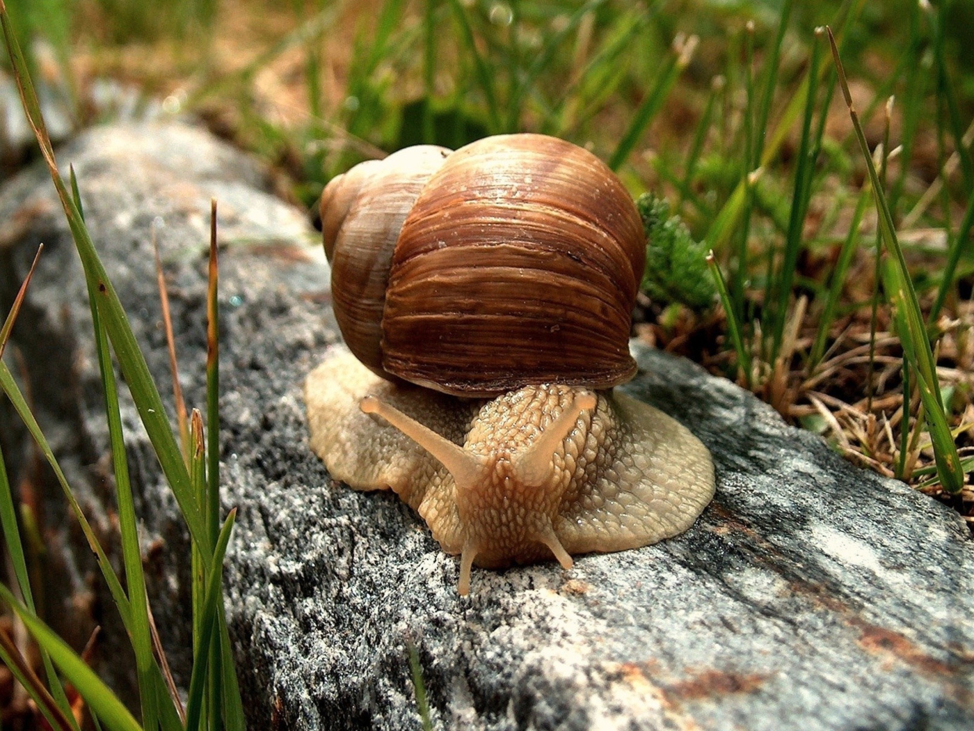 Snail On Stone wallpaper 1400x1050