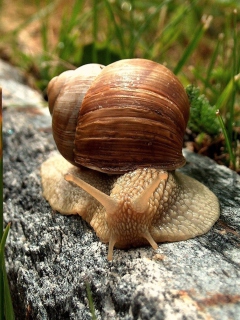 Snail On Stone screenshot #1 240x320