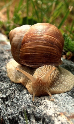 Das Snail On Stone Wallpaper 240x400