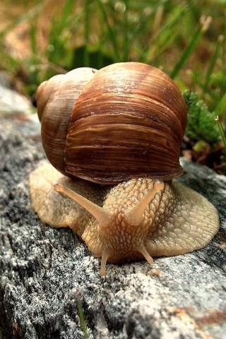 Das Snail On Stone Wallpaper 320x480