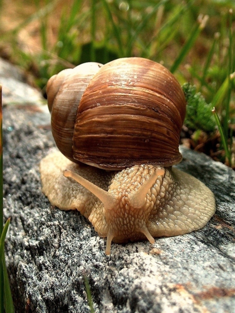 Das Snail On Stone Wallpaper 480x640