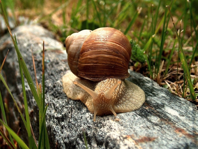Snail On Stone wallpaper 640x480