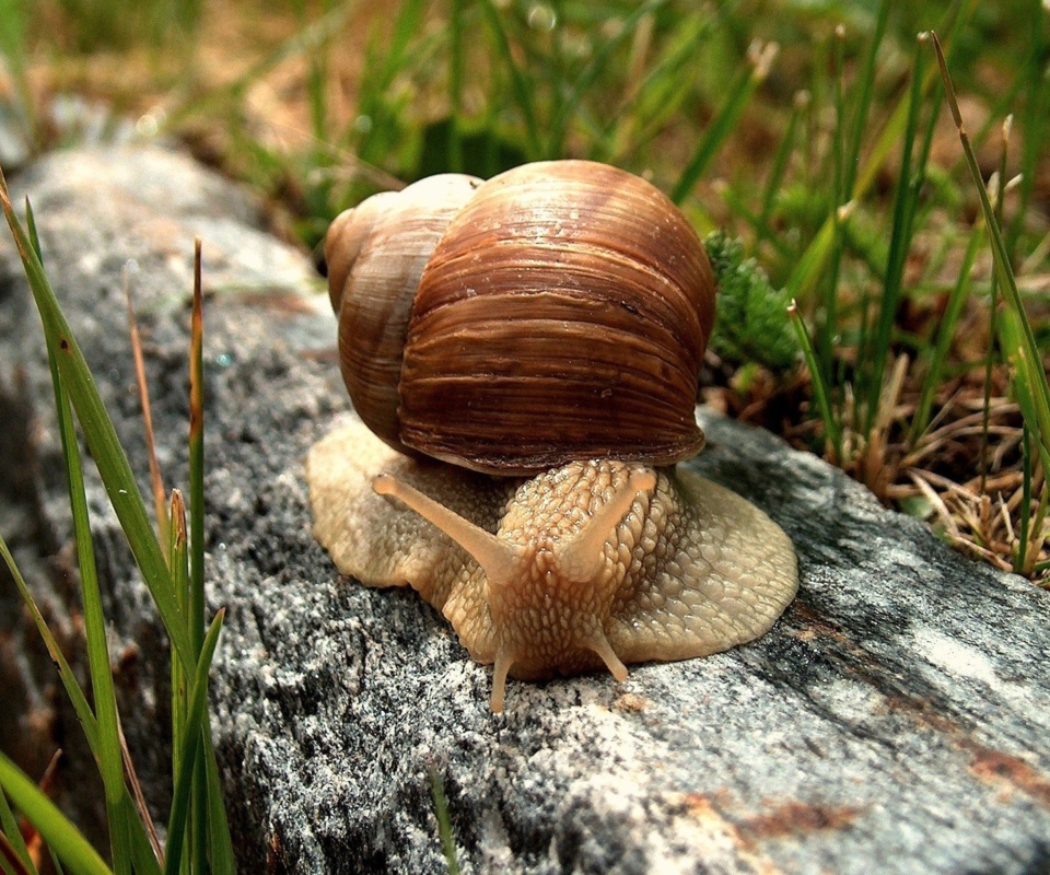 Snail On Stone screenshot #1 960x800