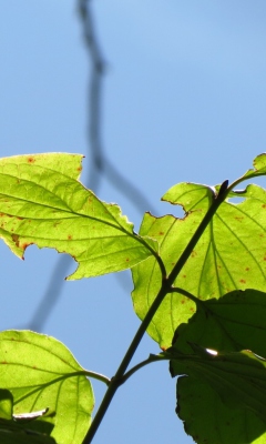 Обои Late Summer Leaves 240x400