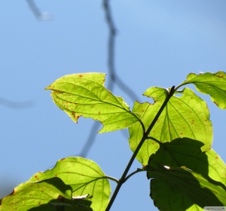 Late Summer Leaves Background for 2048x2048