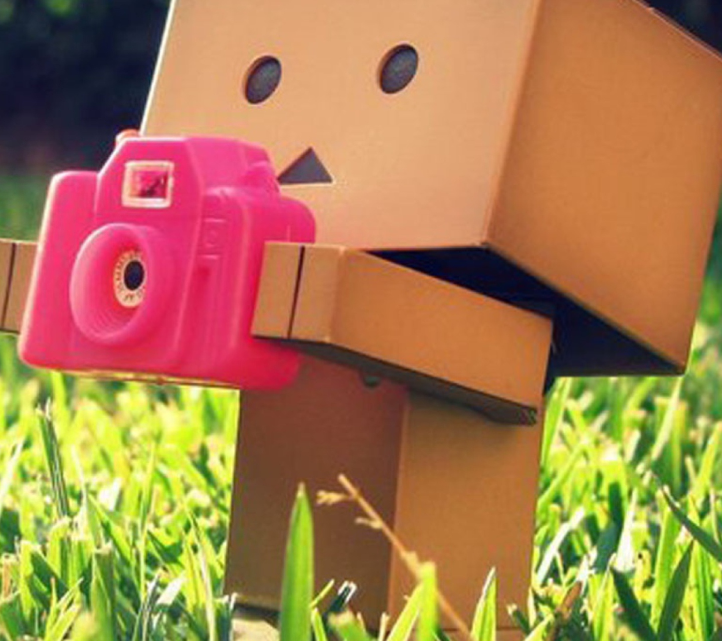 Sfondi Danbo Is A Photographer 1440x1280