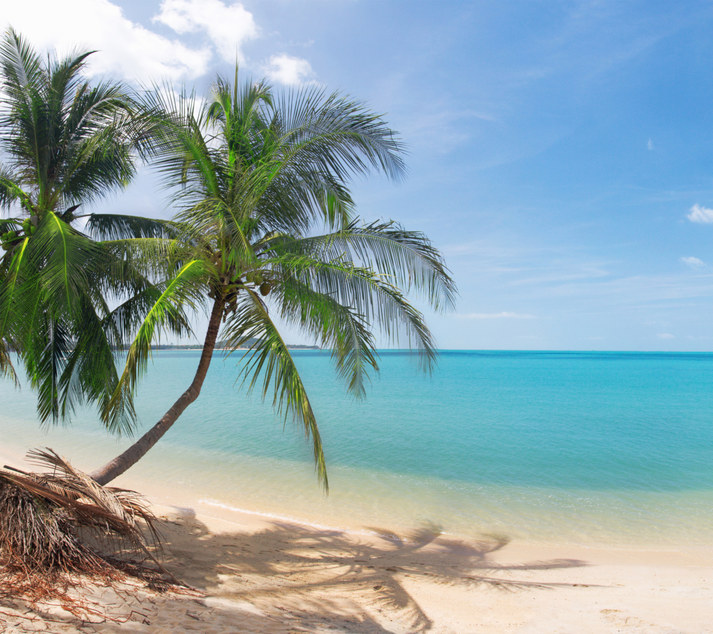 Fondo de pantalla Coconut Palm Trees 1440x1280