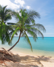 Обои Coconut Palm Trees 176x220