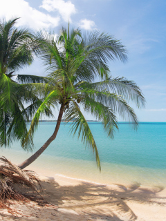 Sfondi Coconut Palm Trees 240x320